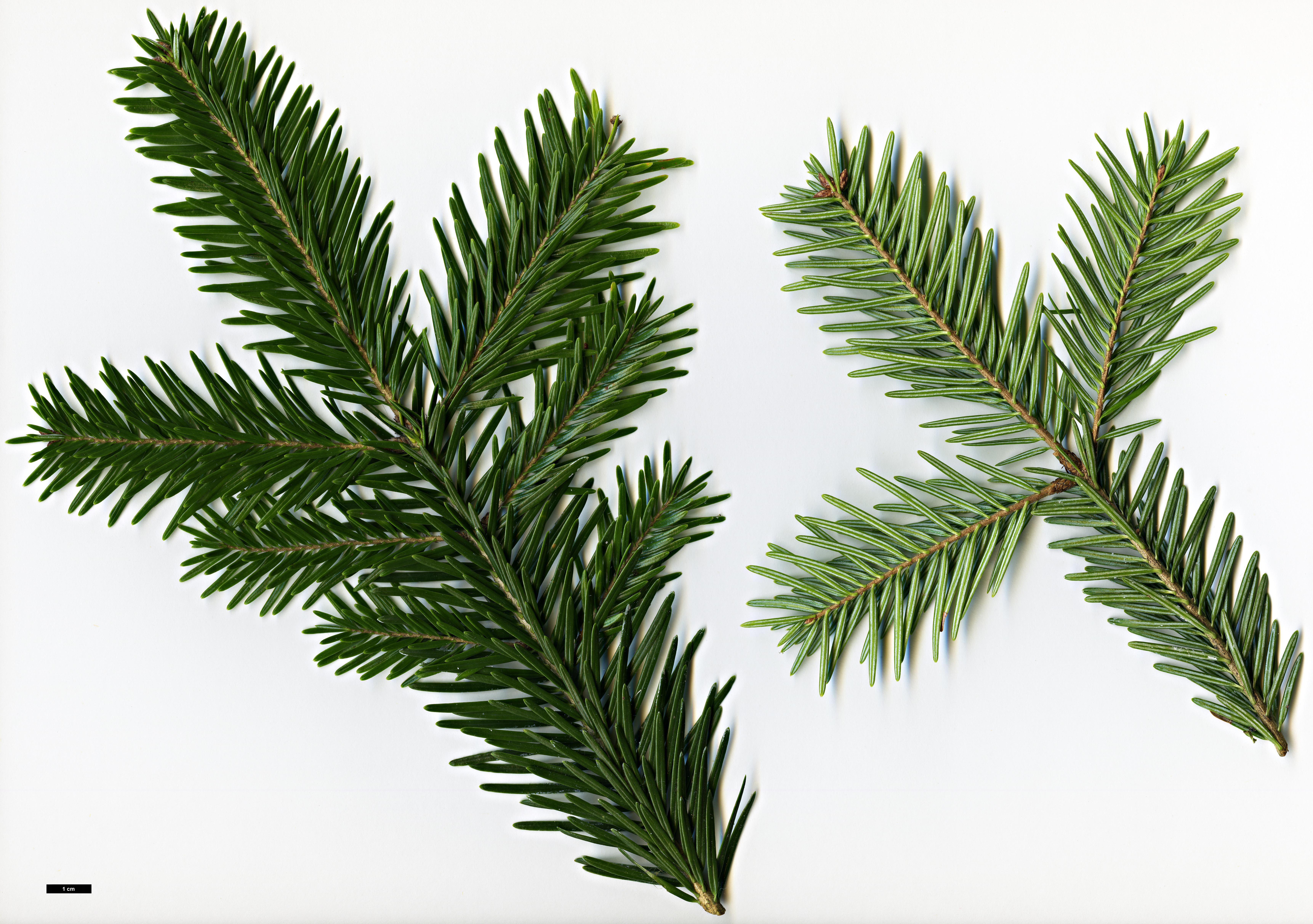 High resolution image: Family: Pinaceae - Genus: Abies - Taxon: ×borisii-regis × A.nordmanniana subsp. equi-trojani High resolution image: Family: Pinaceae - Genus: Abies - Taxon: ×borisii-regis × A.nordmanniana subsp. equi-trojani